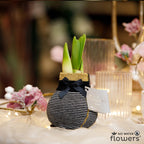 Fashionz Elegant Mix