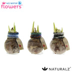 Naturalz Deco Mix