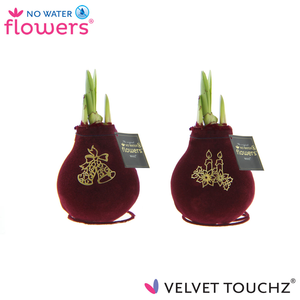 Velvet Touchz Royal Gold Mix