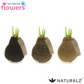 Naturalz Cork Mix