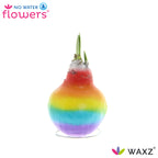 Waxz Rainbow Bulb