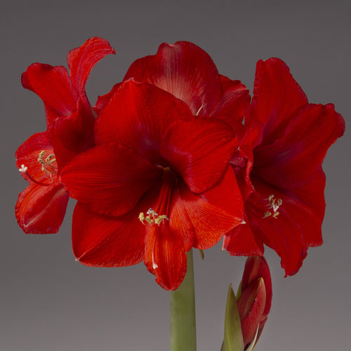 Antiquez Metallic Mix